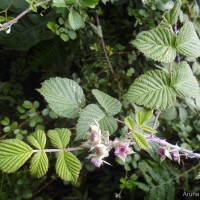 Rubus leucocarpus Arn.